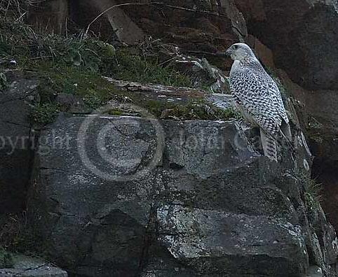 Gyr