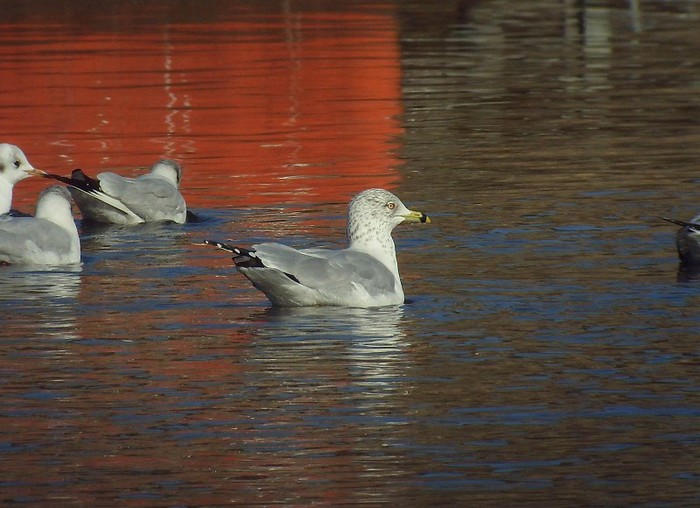 Ring-billed Gull