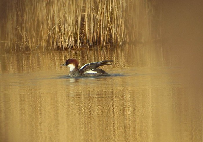 Smew
