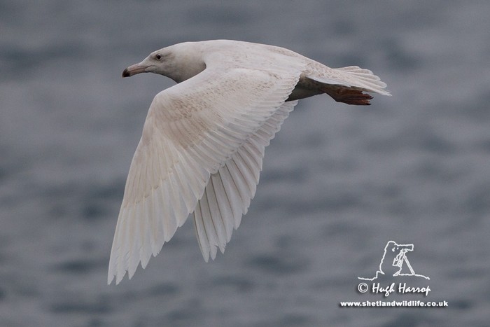 Glaucous Gull