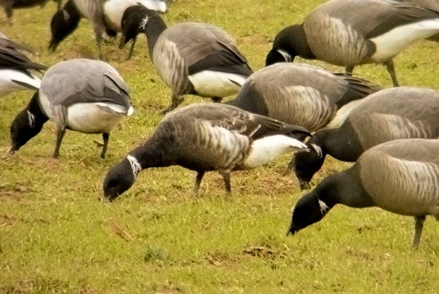 Black Brant
