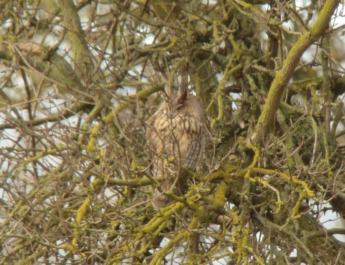 Long-eared Owl