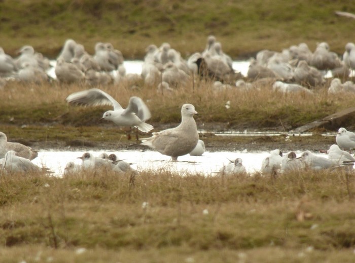 Glaucous Gull