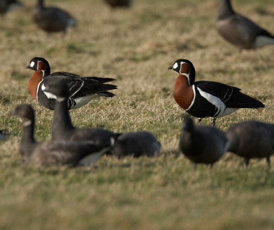 Red-breasted Goose