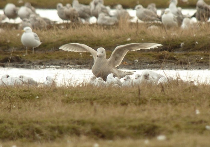Glaucous Gull
