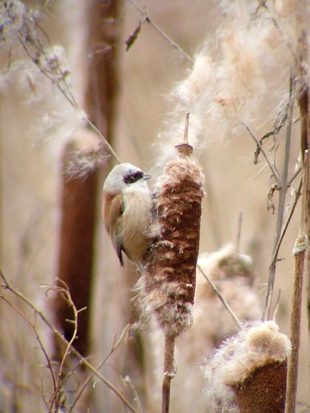Penduline Tit