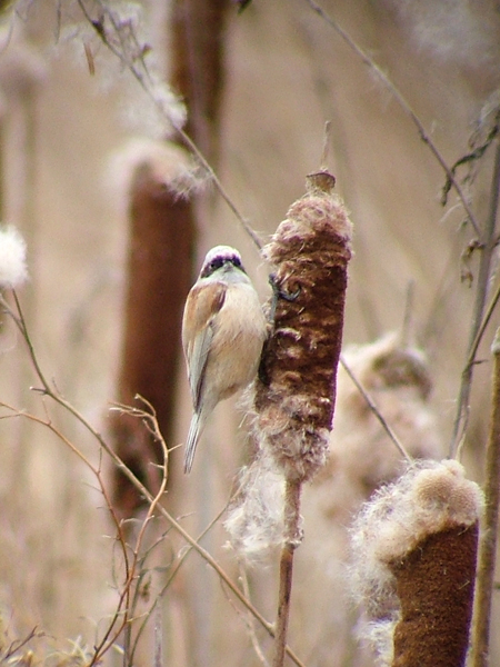 Penduline Tit