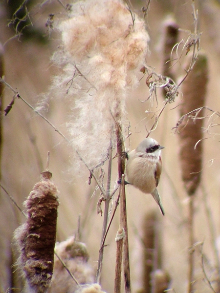 Penduline Tit