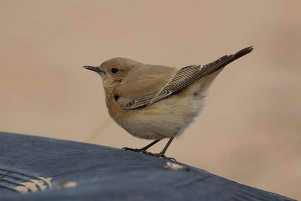 Desert Wheatear