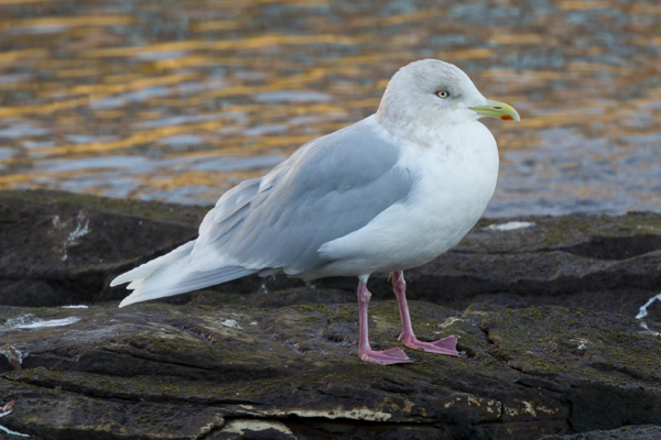 Iceland Gull