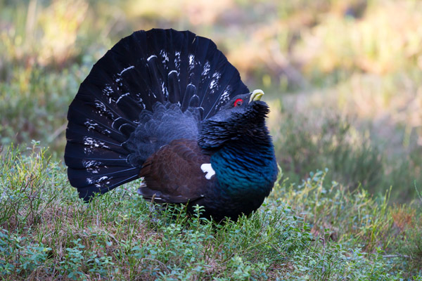 Capercaillie
