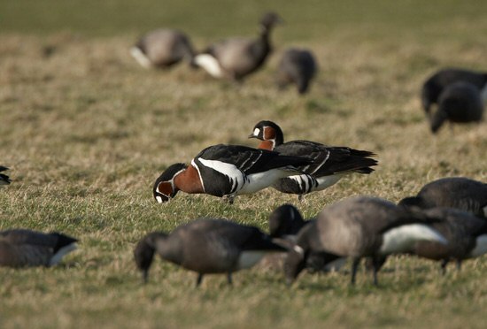 Red-breasted Goose