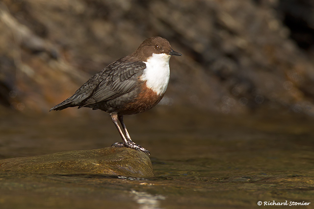 Dipper
