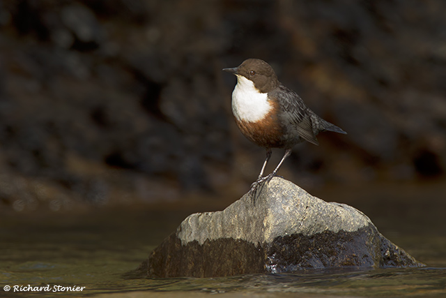 Dipper