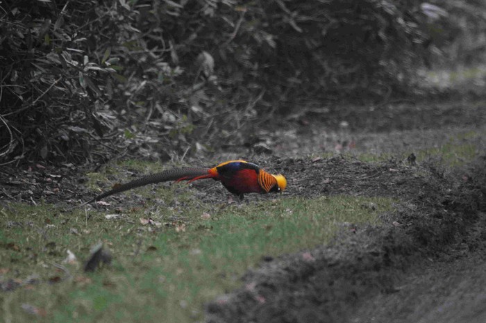 Golden Pheasant
