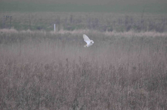Barn Owl