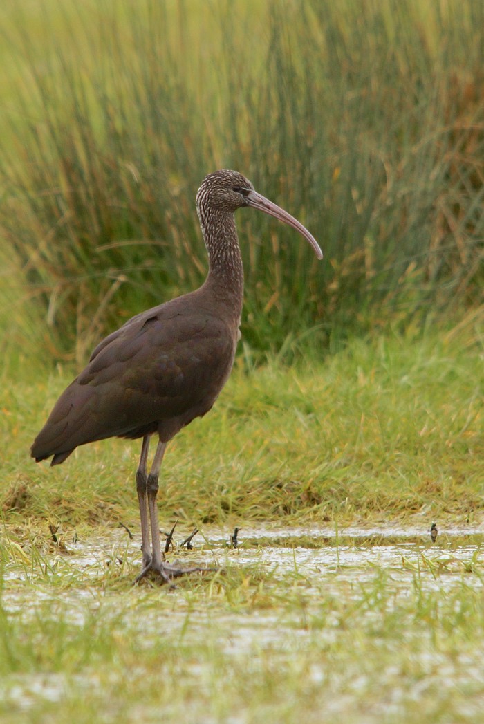 Glossy Ibis