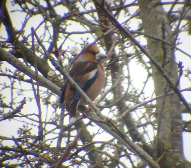 Hawfinch