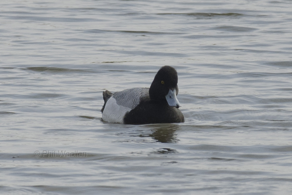 Lesser Scaup