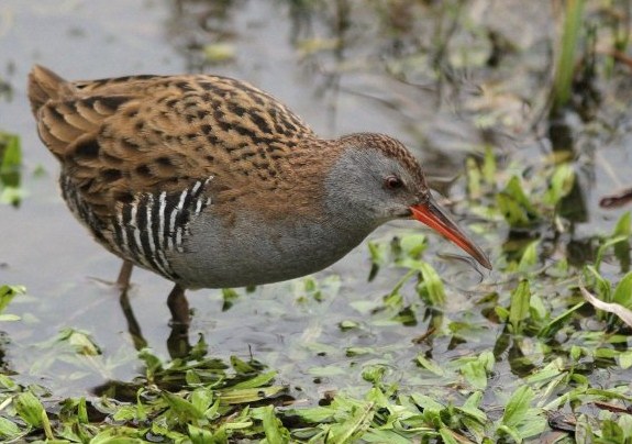 Water Rail