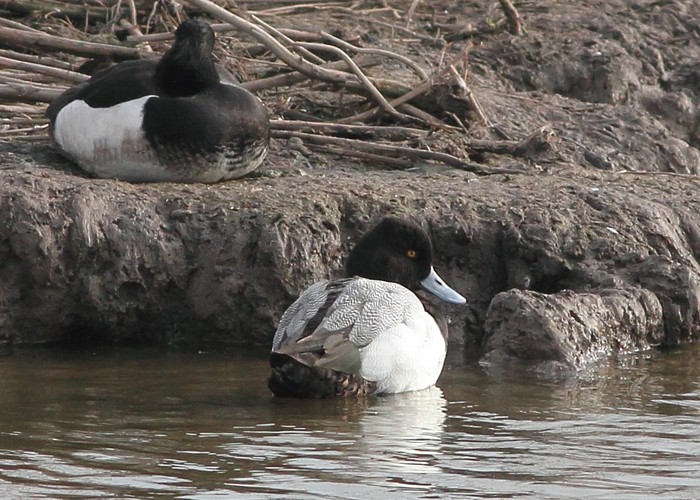 Lesser Scaup