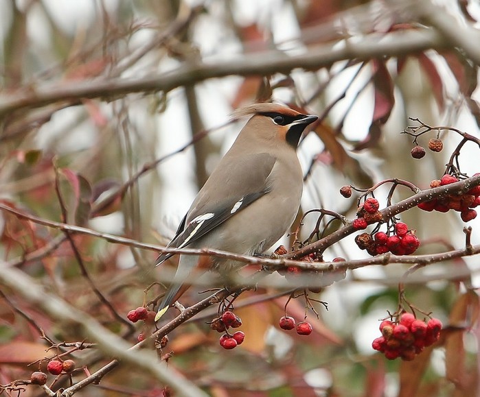 Waxwing