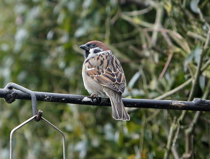 Tree Sparrow