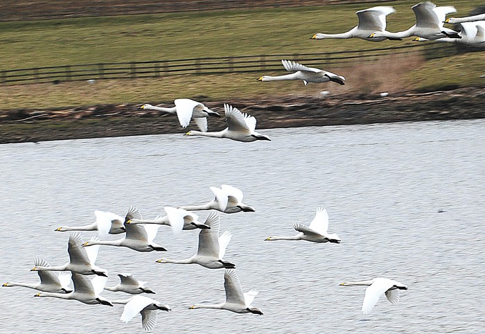 Whooper Swan