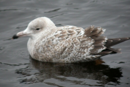 American Herring Gull