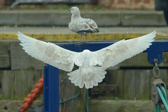 Iceland Gull