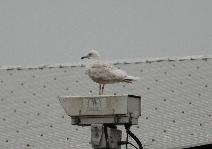 Iceland Gull