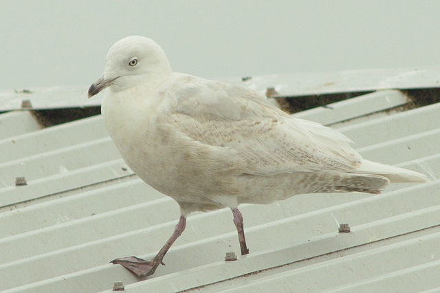 Iceland Gull