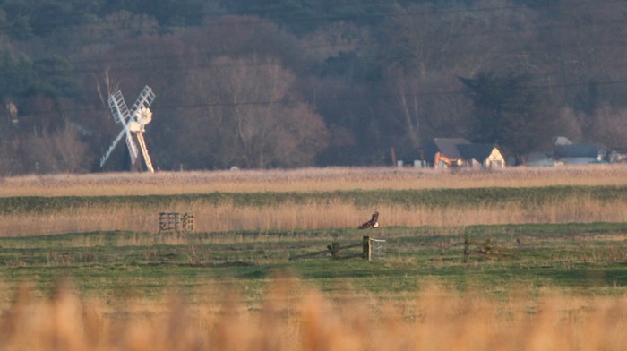Rough-legged Buzzard