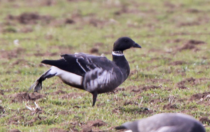 Black Brant