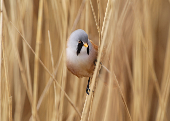 Bearded Tit