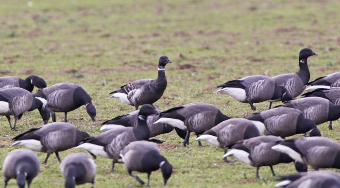 Black Brant