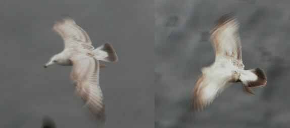 American Herring Gull