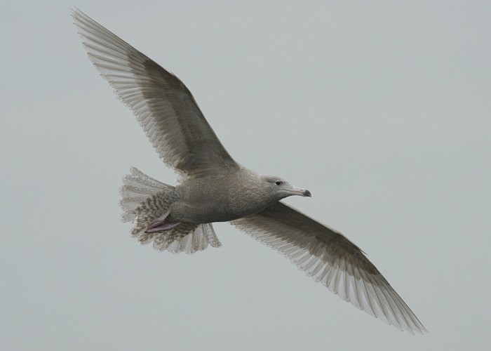 Glaucous Gull