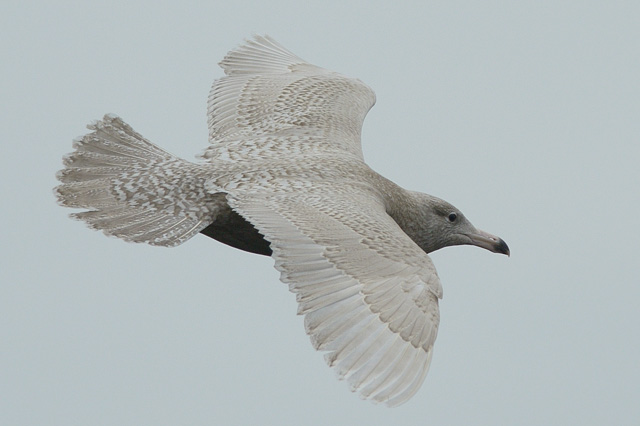 Glaucous Gull