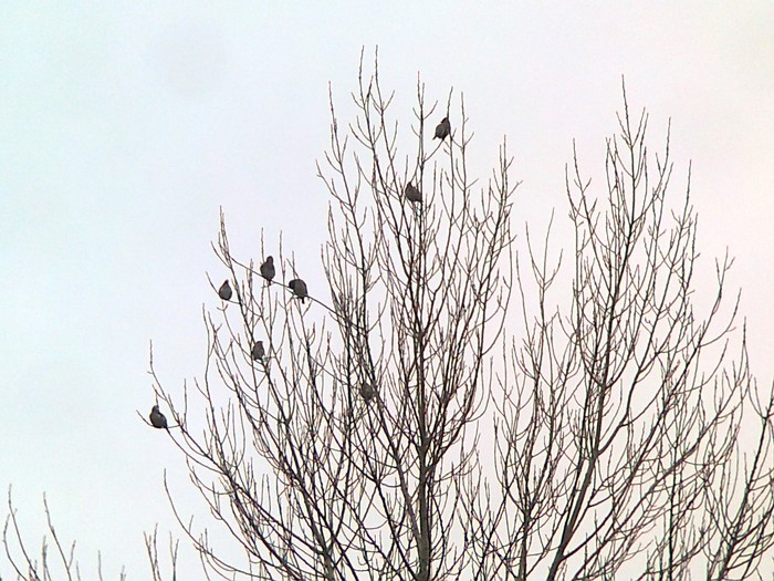 Waxwing