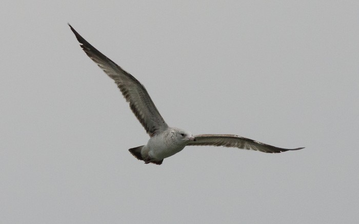 Ring-billed Gull