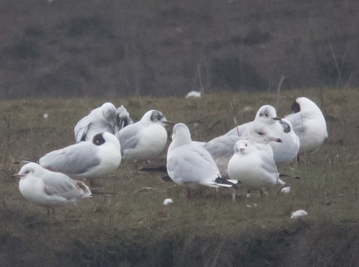Ring-billed Gull