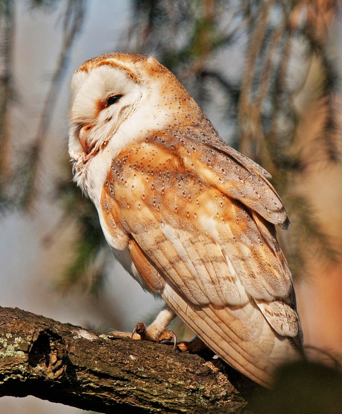 Barn Owl