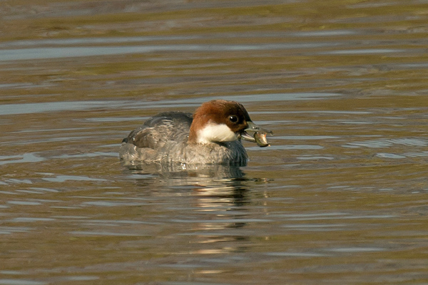 Smew