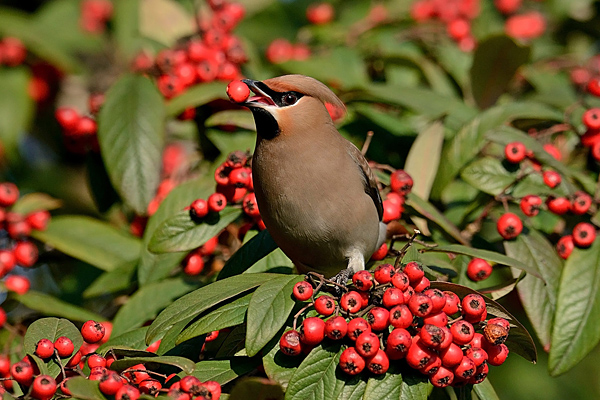 Waxwing