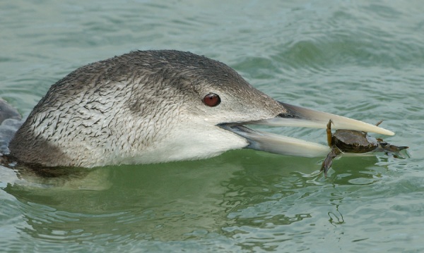 White-billed Diver