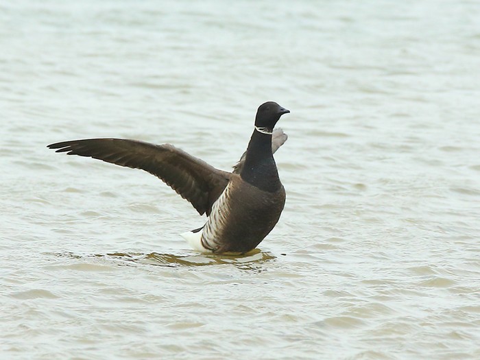 Black Brant