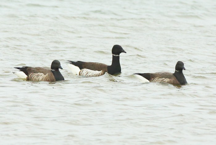 Black Brant