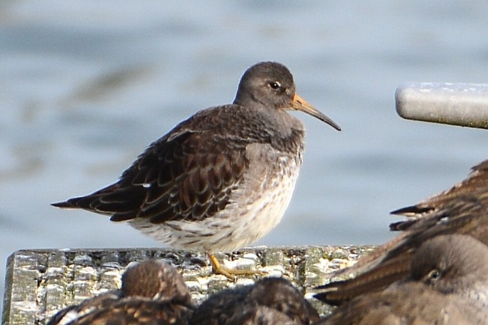 Purple Sandpiper