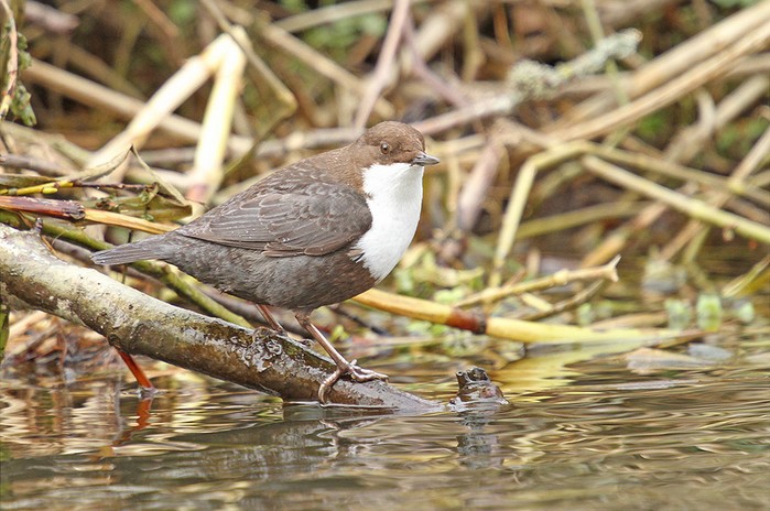Black-bellied Dipper